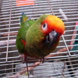 Golden Conure Parrots