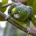 Buy Mealy Amazon Parrots