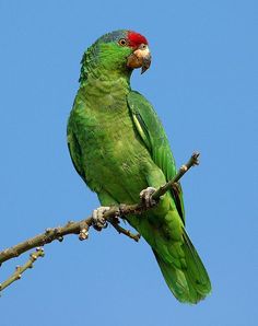 Mexican Red Headed Amazon
